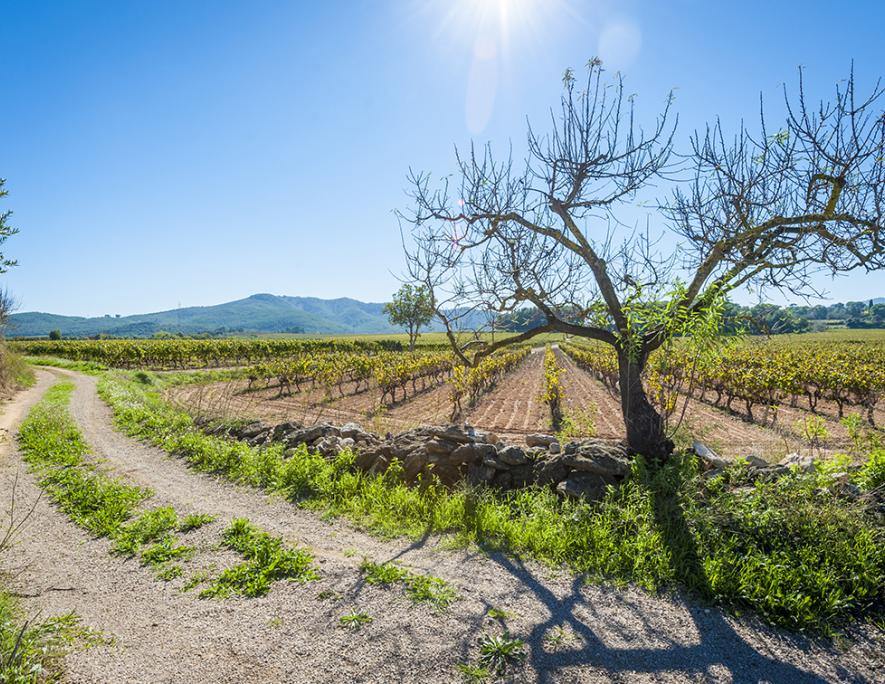 Lavern Subirats - Vilafranca del Penedès