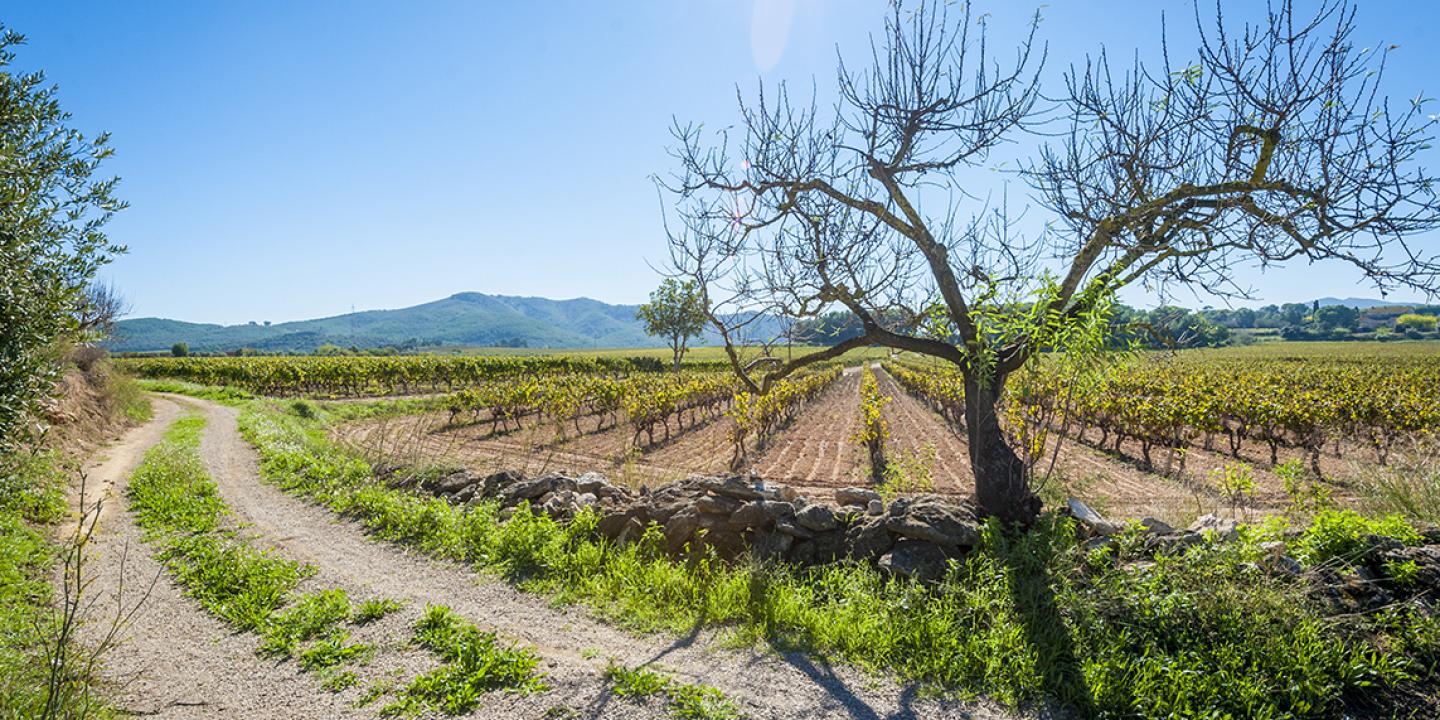 Lavern Subirats - Vilafranca del Penedès